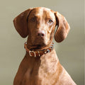 Set Collare e Guinzaglio per Cani in Pelle Intrecciata