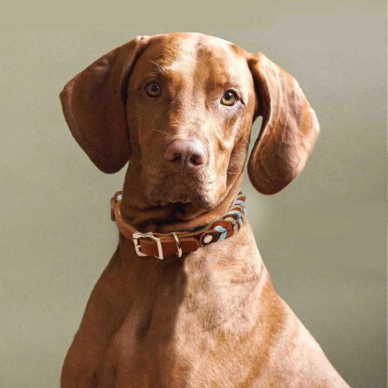 Set Collare e Guinzaglio per Cani in Pelle Intrecciata