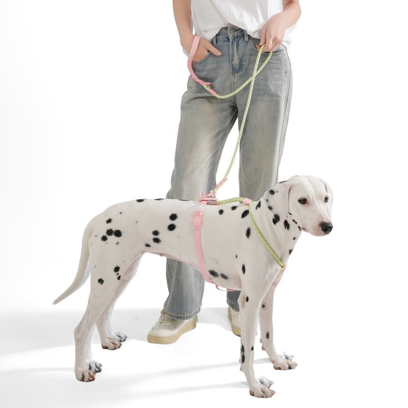 Set Pettorina e Guinzaglio Leggero per Cani – Comfort Quotidiano